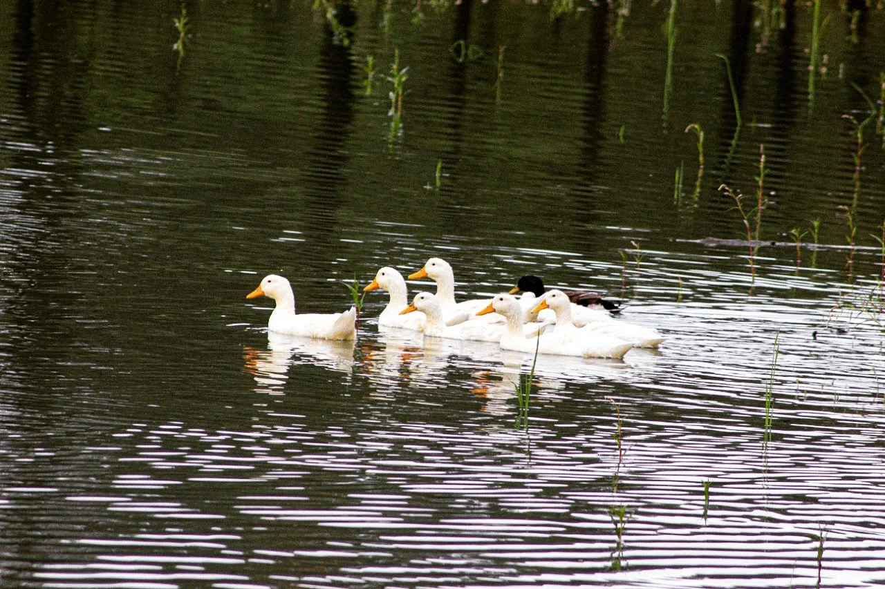 Imagen destacada de Rancho Luna Resort